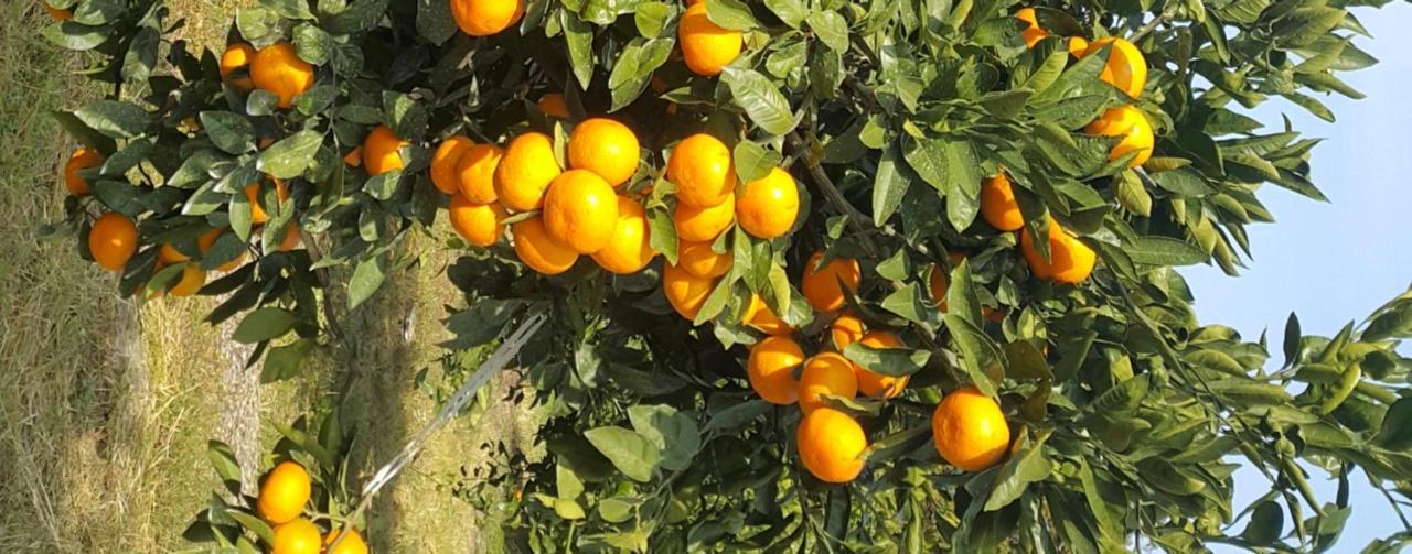 Jeju Mermuri Yerye-dong Eksteriør bilde
