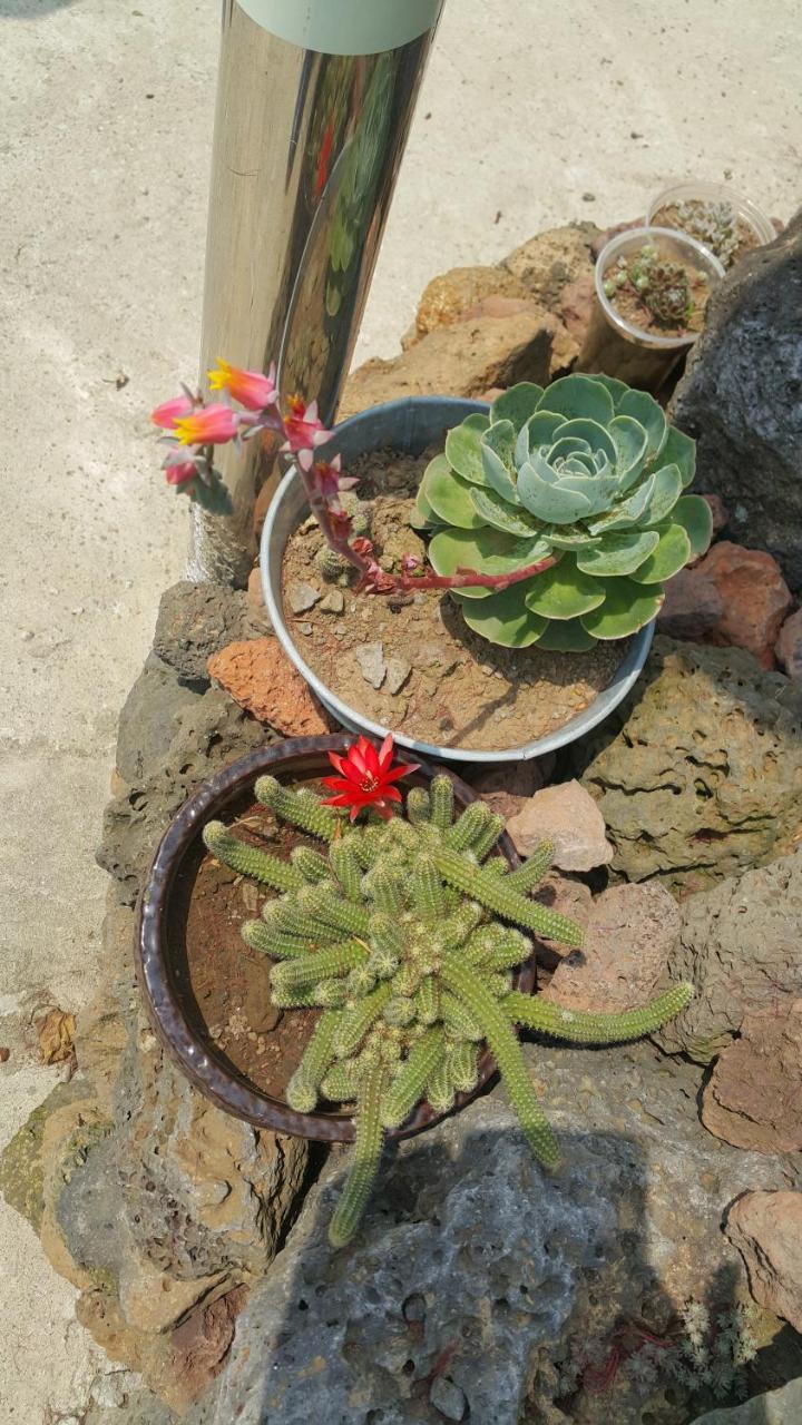 Jeju Mermuri Yerye-dong Eksteriør bilde